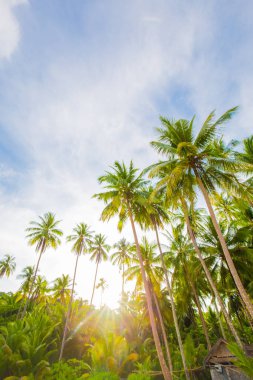 Hindistan cevizi palmiye ağacı üzerinde deniz plaj gündoğumu sabah mavi gökyüzü pastoral deniz plaj