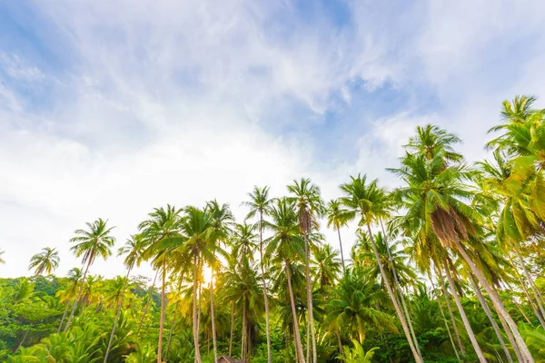 Palmera Coco Playa Del Mar Amanecer Mañana Cielo Azul Idílico — Foto de Stock