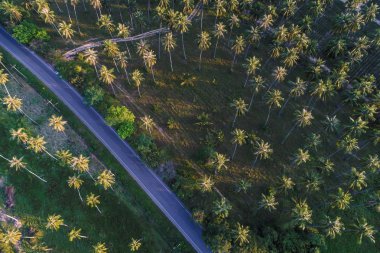 Havadan görünümü yol derin Hindistan cevizi orman tarımsal sanayi