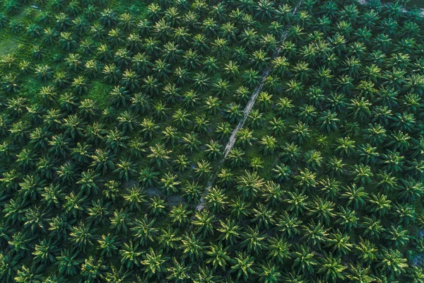 Agricultural industry of green oul palm tree plantation aerial view