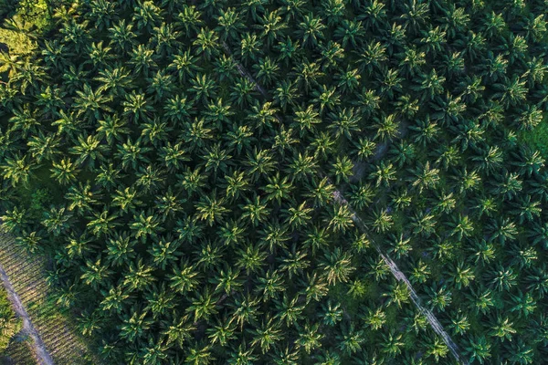 Сельскохозяйственная Промышленность Зеленых Пальм Высоты Птичьего Полета — стоковое фото