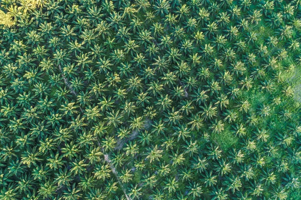 Сільськогосподарська Промисловість Плантації Зелених Пальмових Дерев Повітряний Вид — стокове фото