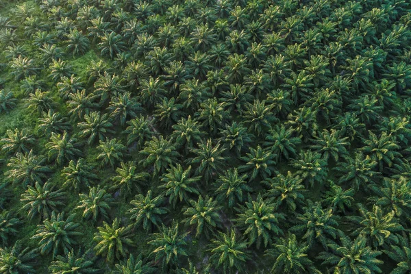 Agricultural industry of green oul palm tree plantation aerial view