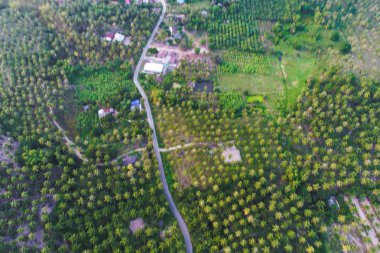 Havadan görünümü yol derin Hindistan cevizi orman tarımsal sanayi