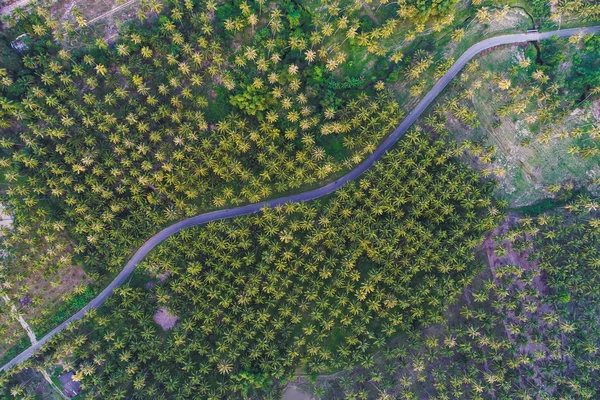 Повітряний Вид Дорогу Глибокому Кокосовому Лісі Сільськогосподарської Промисловості — стокове фото