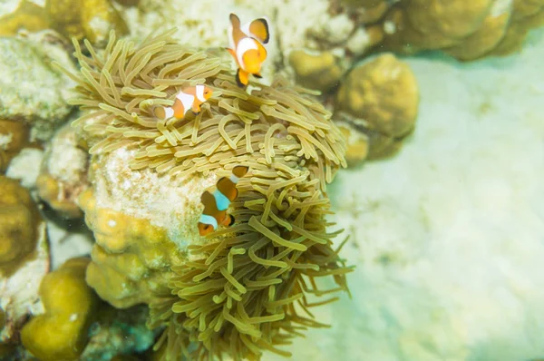 오렌지 화이트 산호초 물고기에 — 스톡 사진