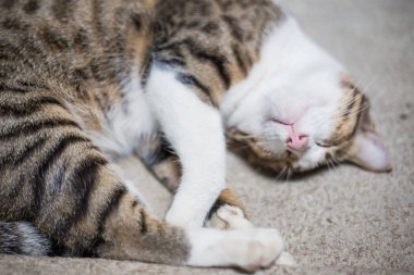 Şirin, tüylü, geleneksel gri kedi battaniyede uyur, kedicik.