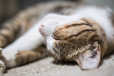 Şirin, tüylü, geleneksel gri kedi battaniyede uyur, kedicik.