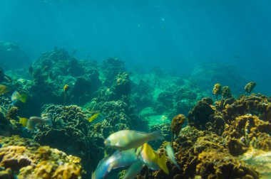 Turkuaz suda balık ile deniz yaşamı mercan resifsu altında doğa
