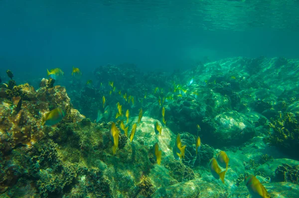 Natura Sottomarina Della Vita Marina Barriera Corallina Con Pesci Acque — Foto Stock