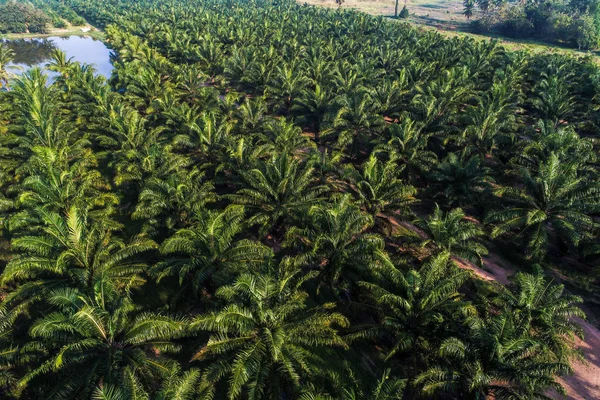 Пальмовое Масло Плантации Полевых Воздушных Сельскохозяйственных Промышленных Природный Фон — стоковое фото