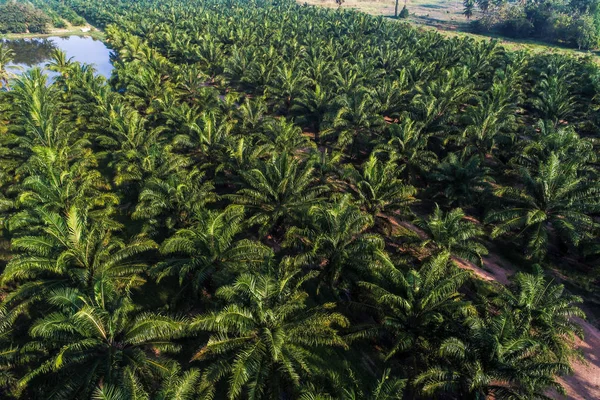 Olio Palma Campo Piantagione Aerea Agricoltura Industriale Fondo Naturale — Foto Stock