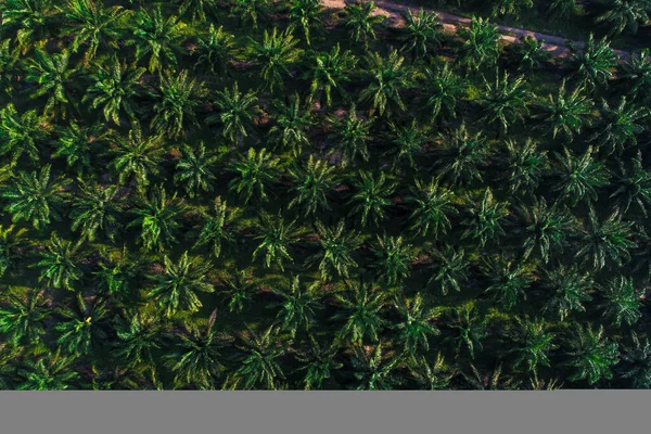 Palm oil tree plantation field aerial of agricultural industrial, Nature background