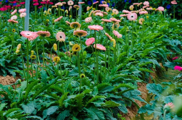 Colorful Chrysanthemum botanic garden green leaf field