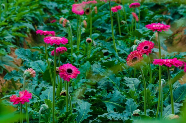 Colorful Chrysanthemum Botanic Garden Green Leaf Field — Stock Photo, Image