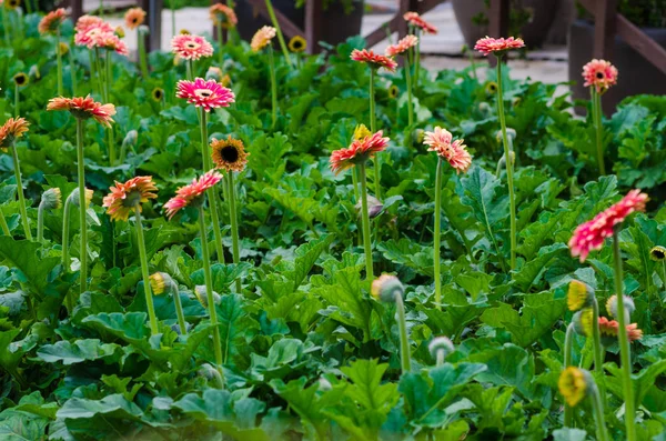 Crisantemo Colorido Jardín Botánico Campo Hojas Verdes — Foto de Stock