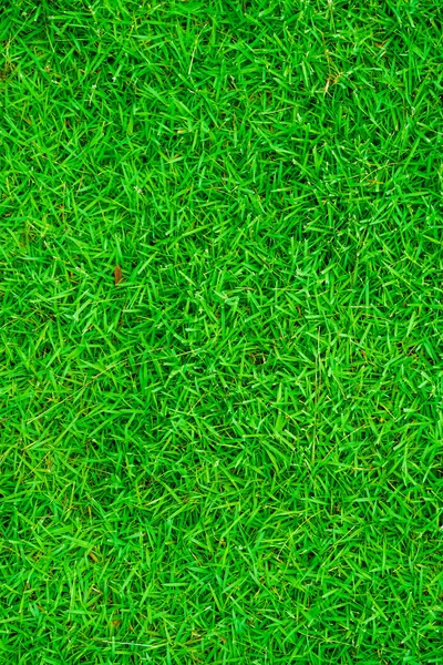 Vers Gras Textuur Decoratie Achtergrond — Stockfoto