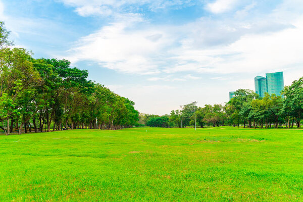 Green grass field with tree public park, nature landscape