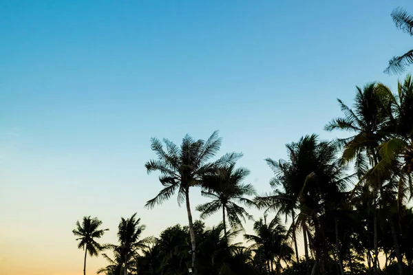 Nádherná Silueta Západu Slunce Kokosová Palma Modrá Obloha Příroda — Stock fotografie