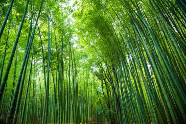 Arashiyama bambu yeşil orman sabah, Kyoto Japonya