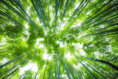 Arashiyama bambu yeşil orman sabah, Kyoto Japonya