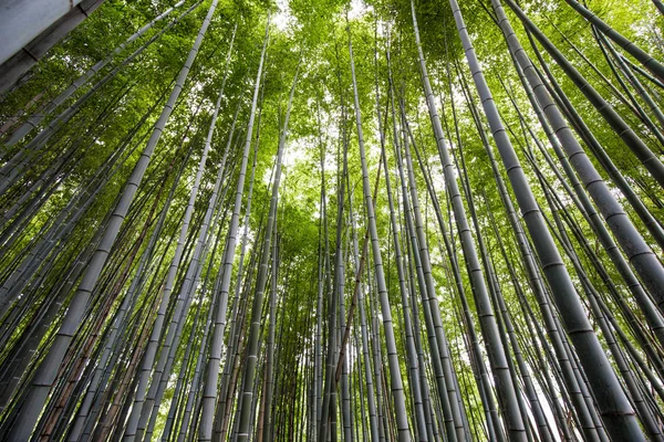 Forêt Bambous Verts Arashiyama Kyoto Japon — Photo