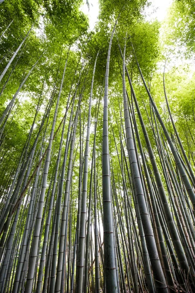 京都嵐山の緑竹の森 — ストック写真