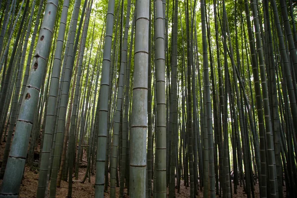 Groene Bamboebos Shee Kyoto Japan — Stockfoto