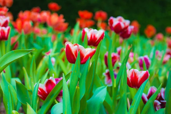 Tulipán Flor Jardín Botánico Hoja Verde Naturaleza Fondo — Foto de Stock