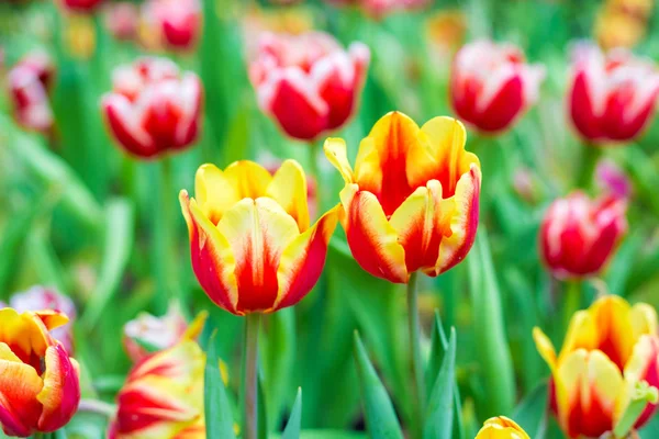 チューリップ花植物園緑の葉 自然の背景 — ストック写真