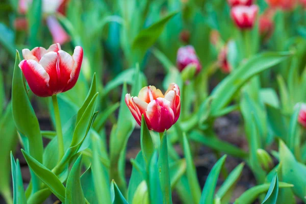 Kleurrijke Tulip Winter Bloem Botanische Tuin Natuur Decoratie — Stockfoto