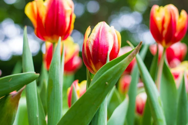 Colorato Tulipano Fiore Inverno Nel Giardino Botanico Decorazione Della Natura — Foto Stock