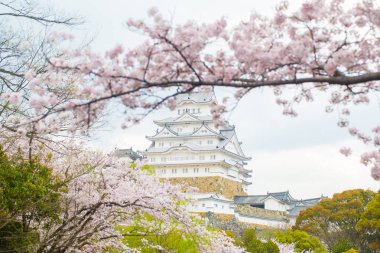 Hugo Japonya 'da kiraz çiçeği Sakura çiçeklenme ile Himeji kale