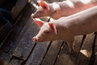 Hayvancılık çiftlikte kirli genç Piglet bekleme gıda, hayvan endüstrisi