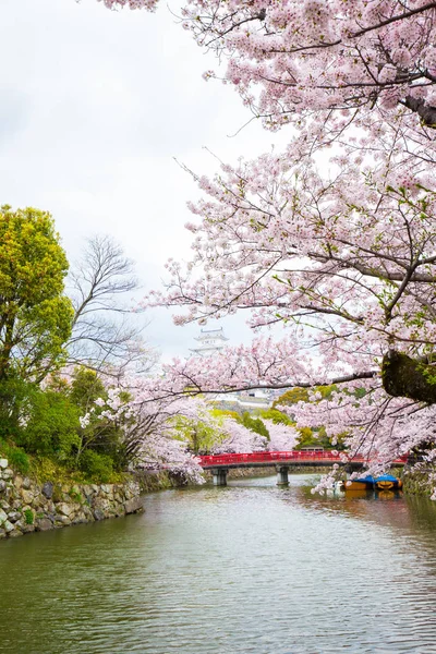 Замок Himeji Вишнею Цвітіння Сакури Квітучі Хьюго Японія — стокове фото