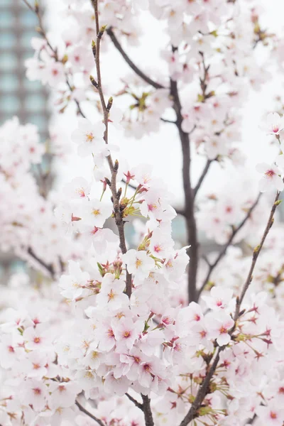 Rosa Kirschblüte Blume Hintergrund Sakura Blüht — Stockfoto