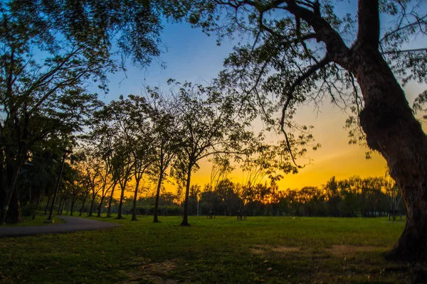 ツリー付きの市公共公園の夕日 自然景観 — ストック写真