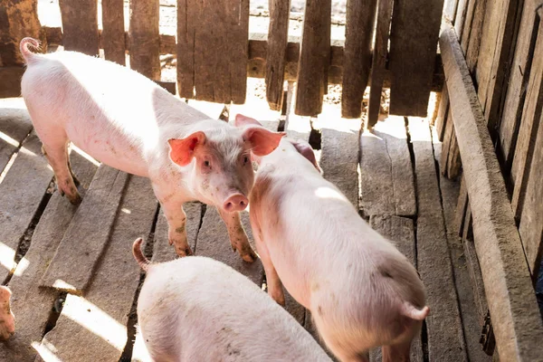 Cerdito Joven Sucio Que Espera Comida Granja Cría Industria Animal —  Fotos de Stock