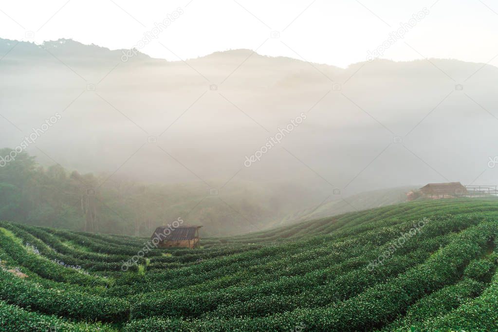 Tea plantation field on mountain hill in morning with fog, Agricultural industry