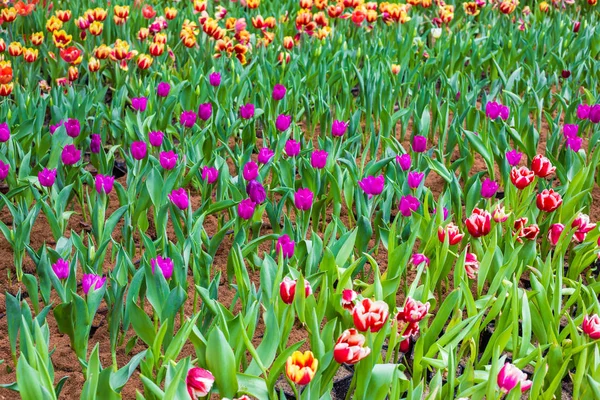 Fleurs Hiver Tulipes Colorées Dans Jardin Botanique Décoration Nature — Photo