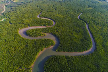 Yeşil derin mangrov orman deniz defne sabah gündoğumu çevre doğa sistemi havadan görünümü