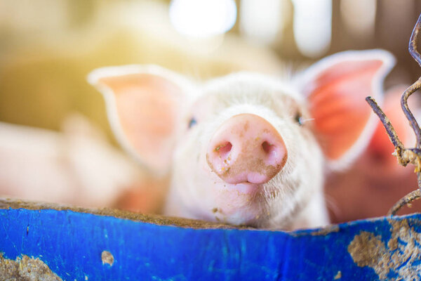 Маленький поросенок в сельской традиционной ферме по разведению соломы

