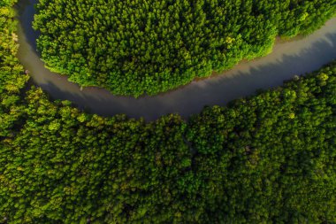 Yeşil tekne ile tropik mangrov orman yolu havadan görünümü