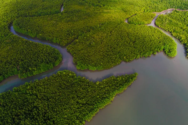Yeşil tekne ile tropik mangrov orman yolu havadan görünümü