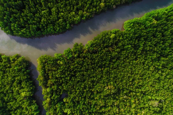 Yeşil Tekne Ile Tropik Mangrov Orman Yolu Havadan Görünümü — Stok fotoğraf