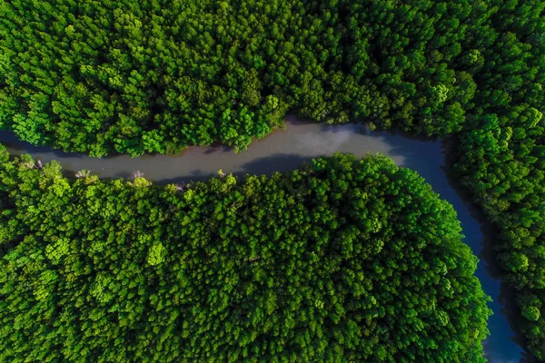 Yeşil tekne ile tropik mangrov orman yolu havadan görünümü