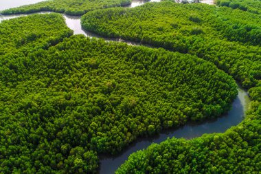 Yeşil tekne ile tropik mangrov orman yolu havadan görünümü