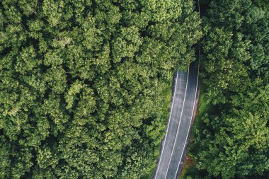 Havadan görünümü yol tropikal yeşil orman içinde doğada taşıma
