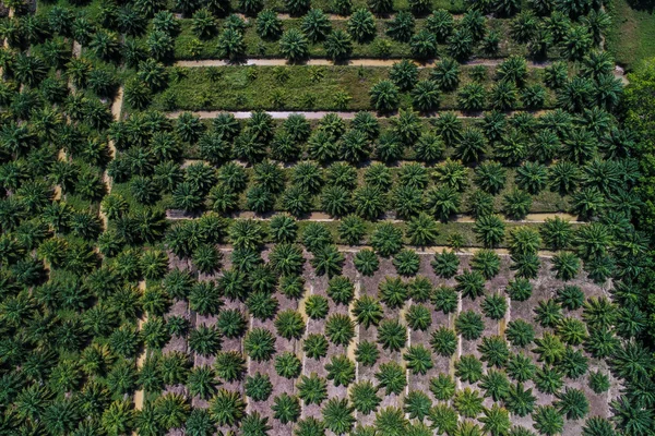 Vista Aérea Plantación Aceite Palma Campo Árboles Industria Agrícola — Foto de Stock