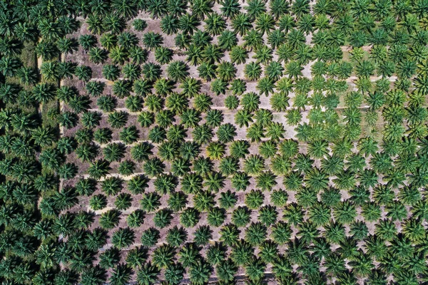 Vista Aérea Plantación Aceite Palma Campo Árboles Industria Agrícola — Foto de Stock
